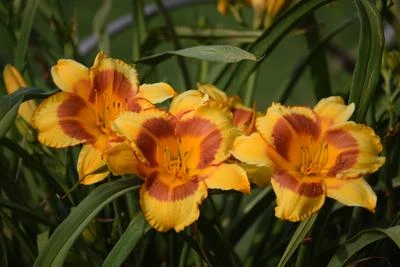 Blackeyed Stella Daylily - Image 3