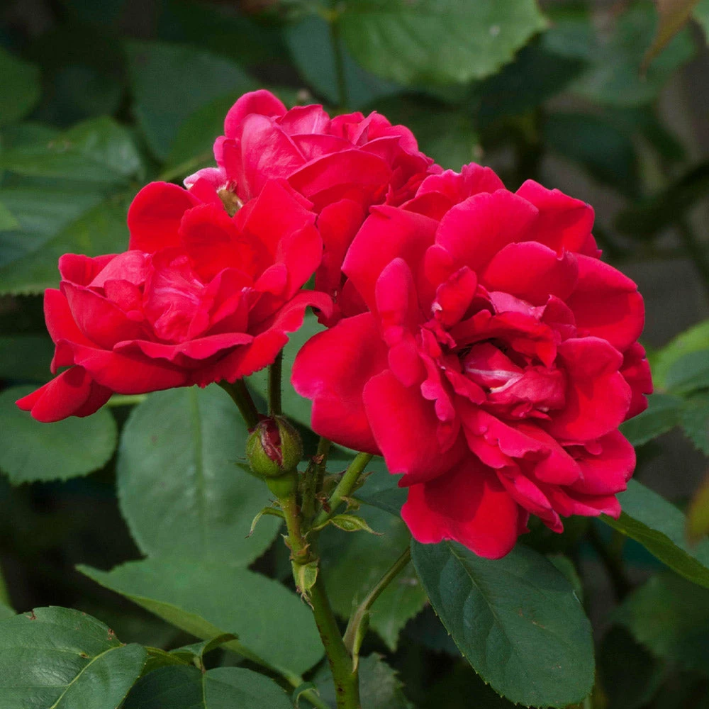 Blaze Improved Climbing Rose - Image 3
