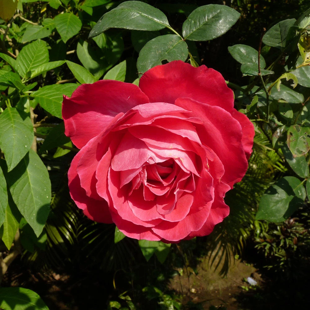 Blaze Improved Climbing Rose - Image 4