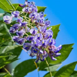 Blue Moon Wisteria Vine