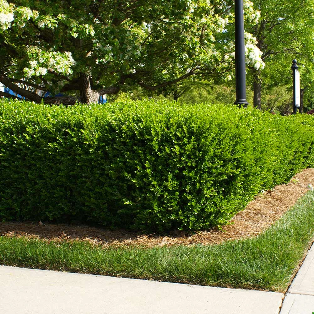 Titan Boxwood Shrub - Image 4