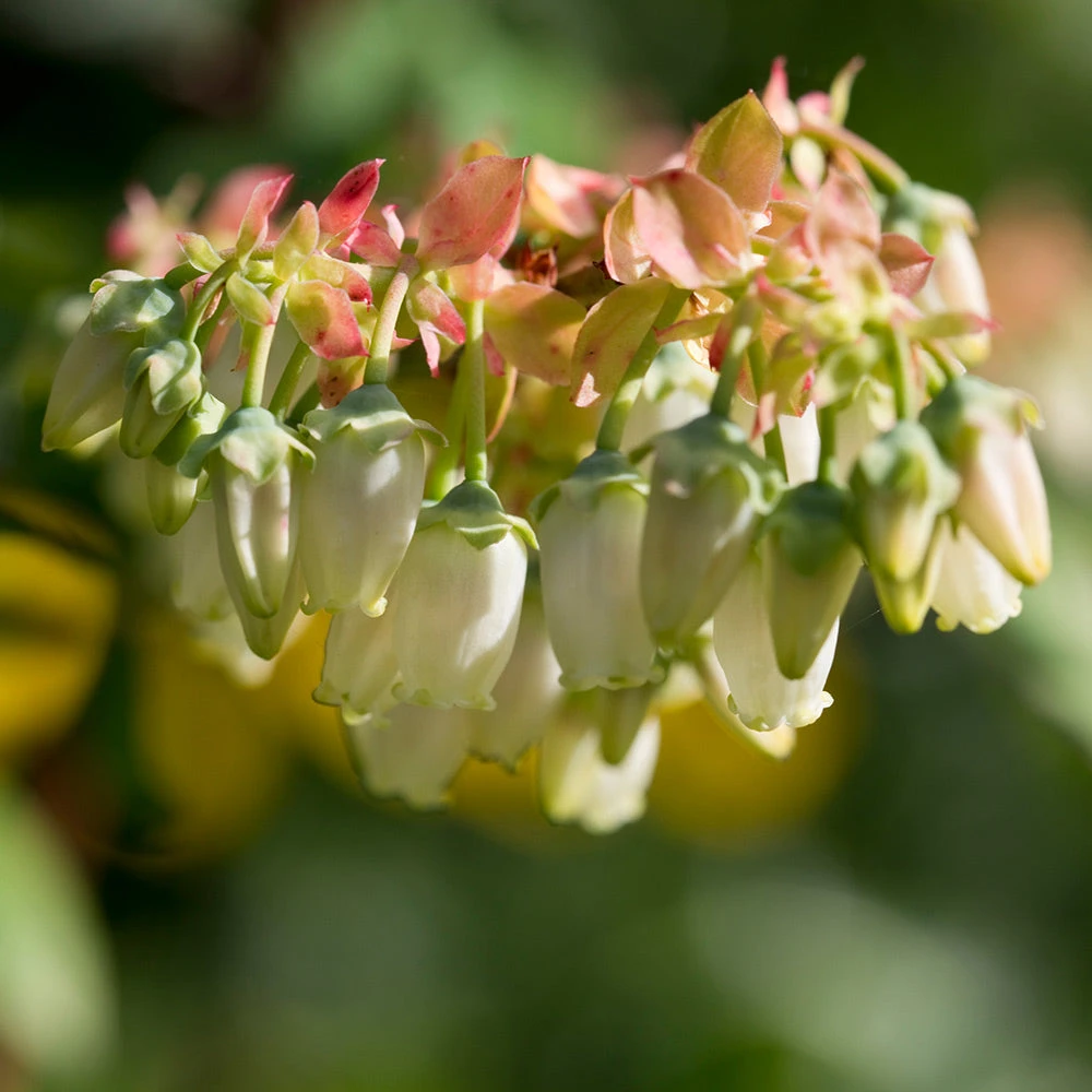 Brightwell Blueberry Bush - Image 3