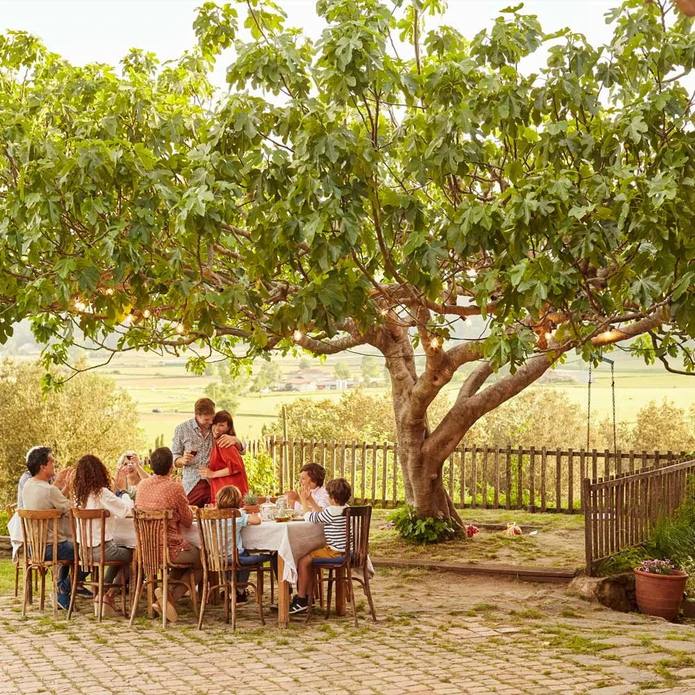 Brown Turkey Fig - Image 3