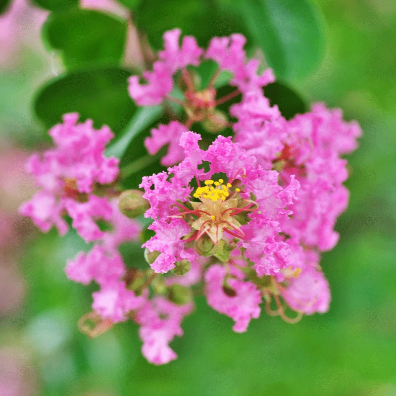 Cherokee Crape Myrtle Tree - Image 3