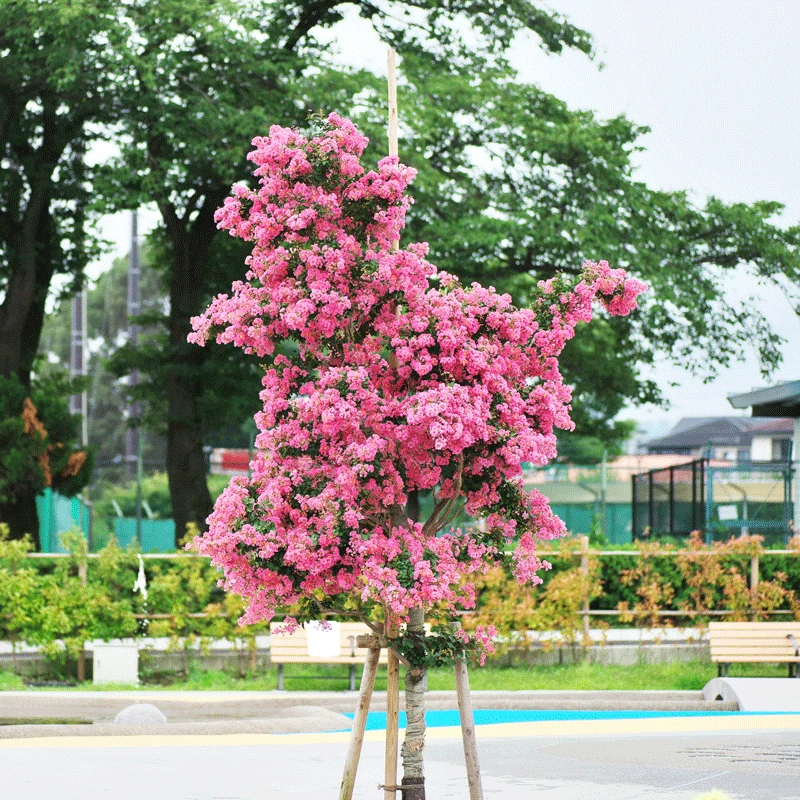 Cherokee Crape Myrtle Tree - Image 2