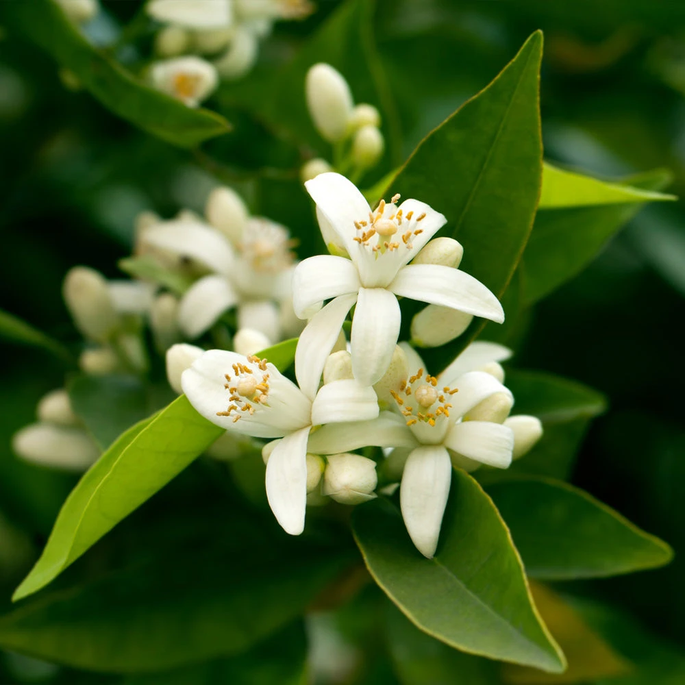 California Honey Mandarin Tree - Image 4