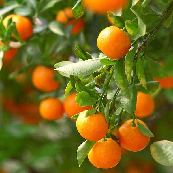 California Honey Mandarin Tree