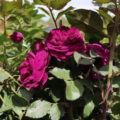 Celestial Nightâ„¢ Rose Tree