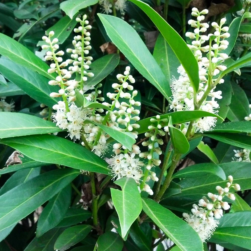 Centre Courtâ„¢ Cherry Laurel - Image 3