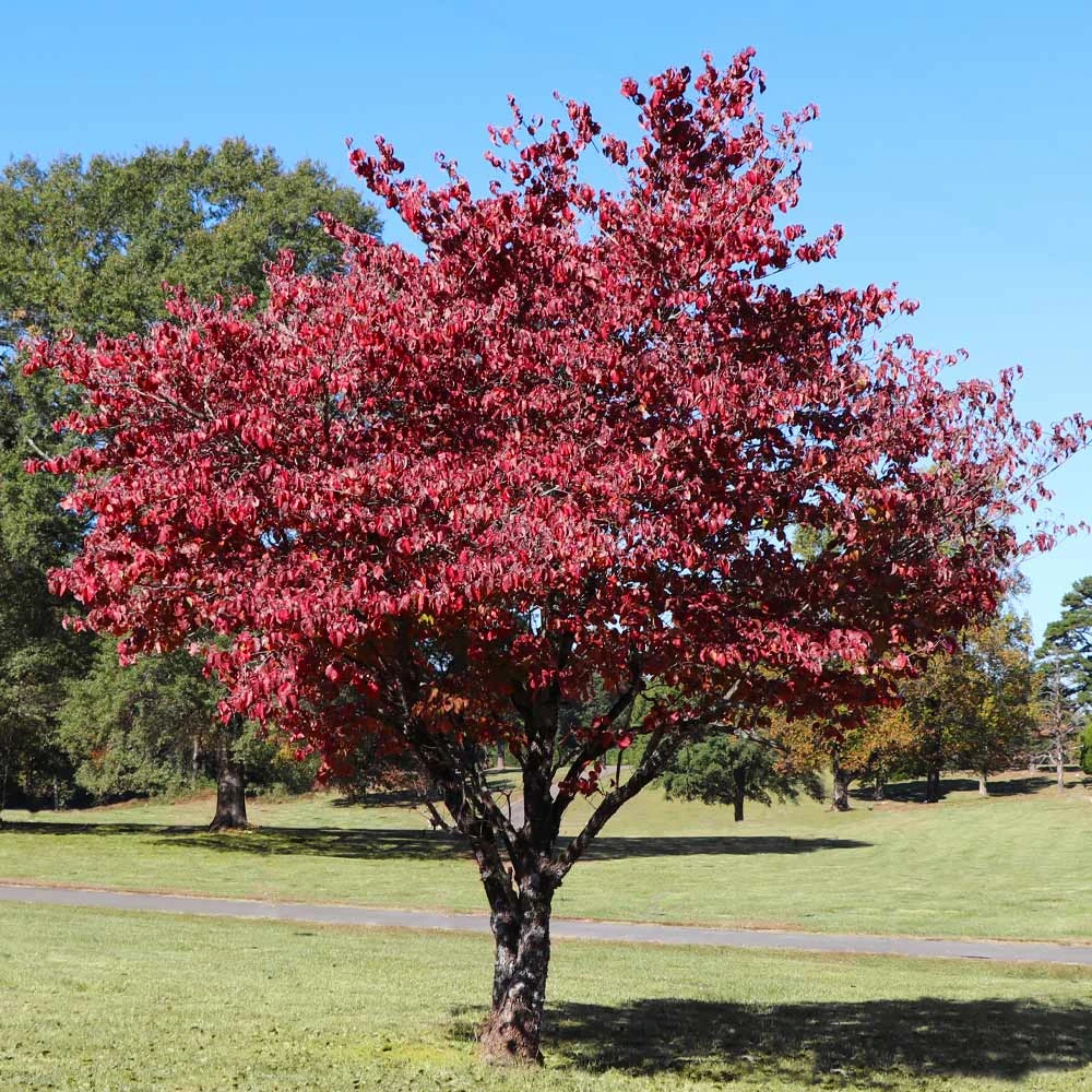 Cherokee Brave Dogwood Tree - Image 4