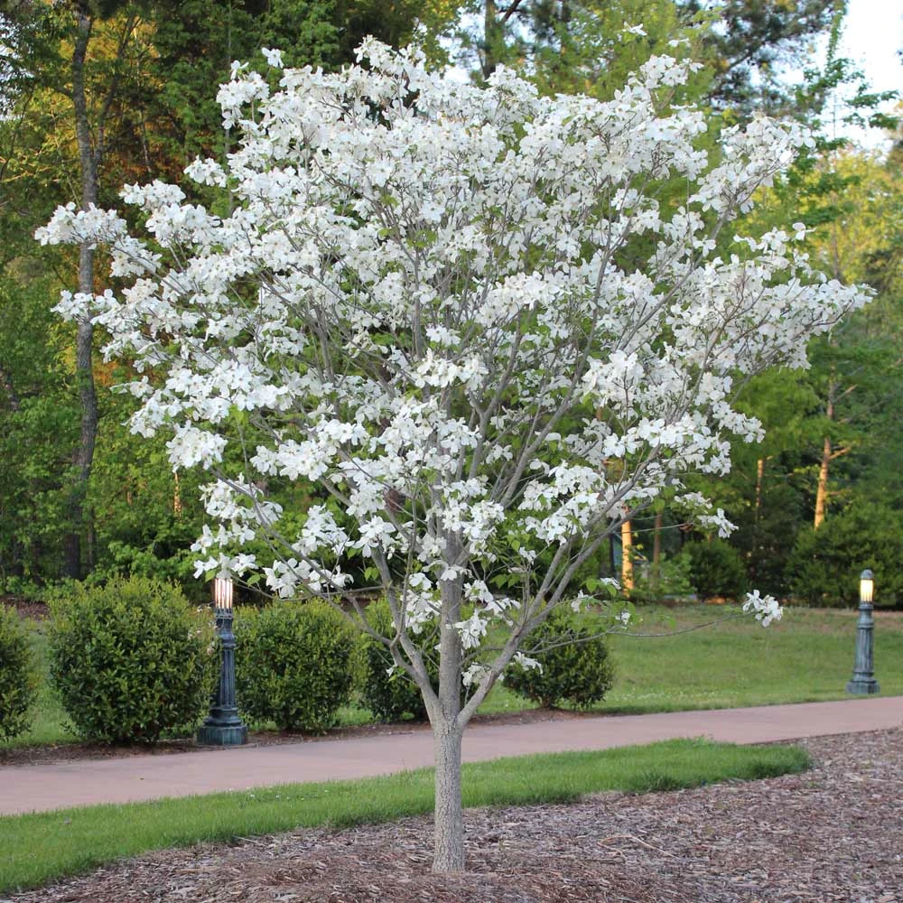Cloud 9 Dogwood Tree - Image 6