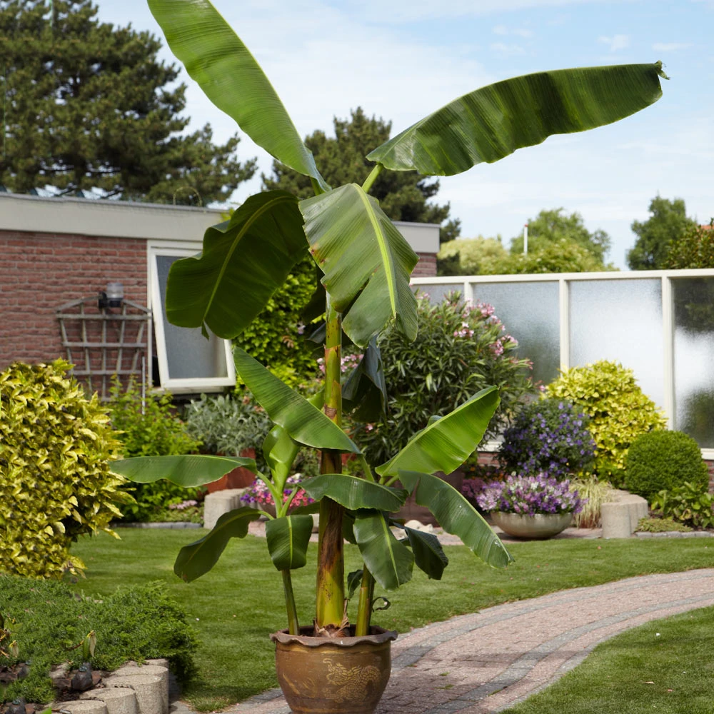 Cold Hardy Banana Tree - Image 4