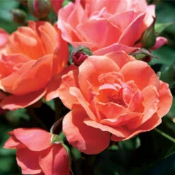 Coral Knock Out® Rose Shrub