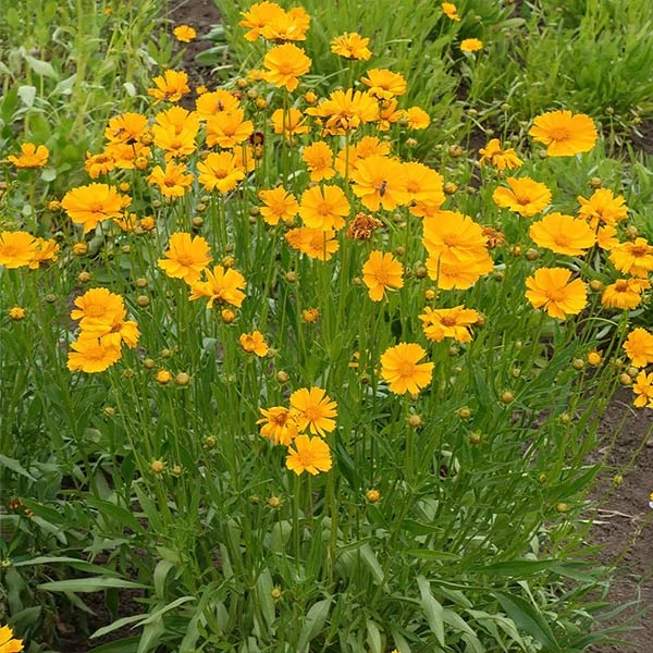 Nana Coreopsis (Tickseed) Plant