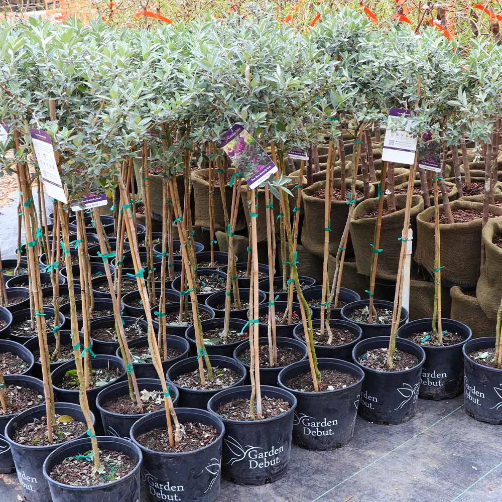 True Blue Butterfly Bush (Tree Form) - Image 5