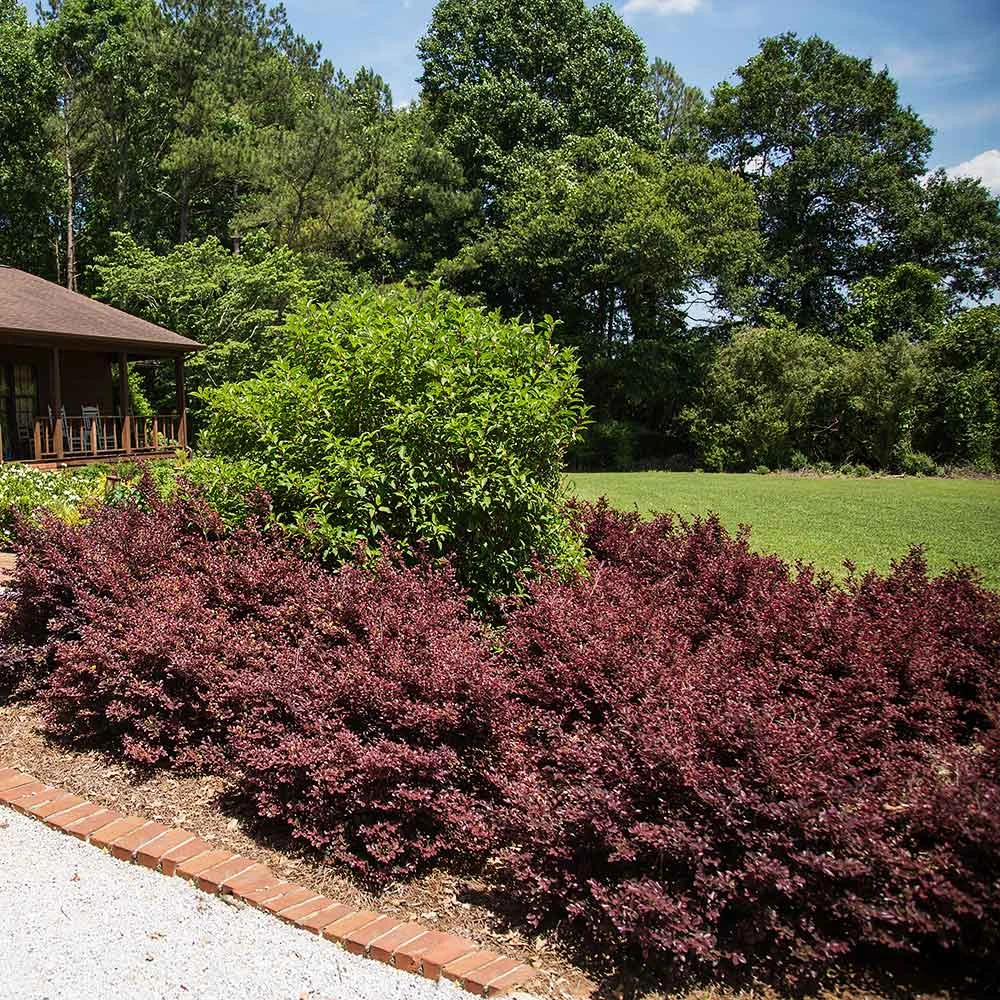 Crimson Fire™ Loropetalum - Image 3