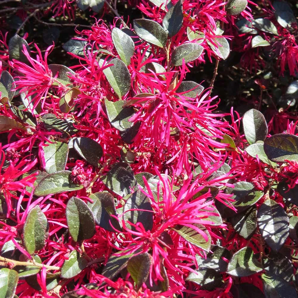 Crimson Fire™ Loropetalum - Image 4