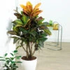 Croton Plant
