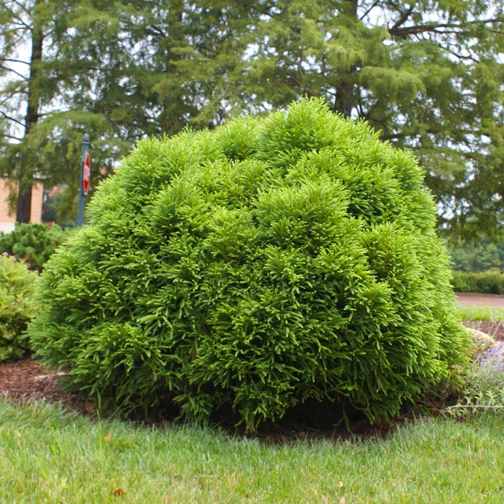 Cryptomeria 'Globosa Nana' - Image 3