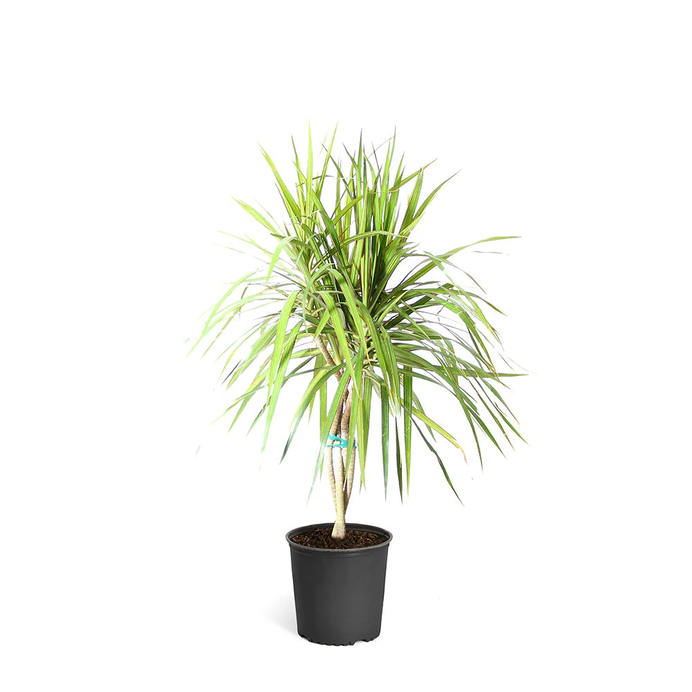 Braided Madagascar Dragon Tree - Image 10