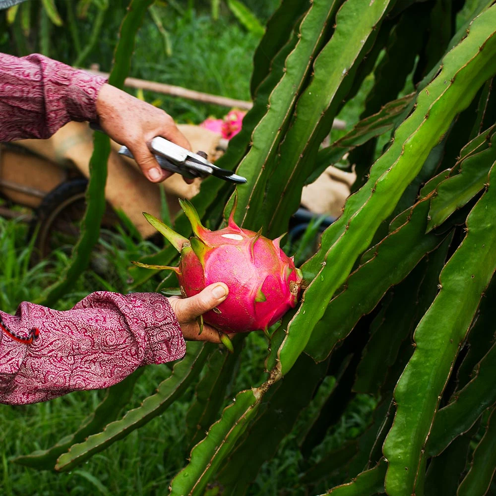 Dragon Fruit Cactus - Image 7