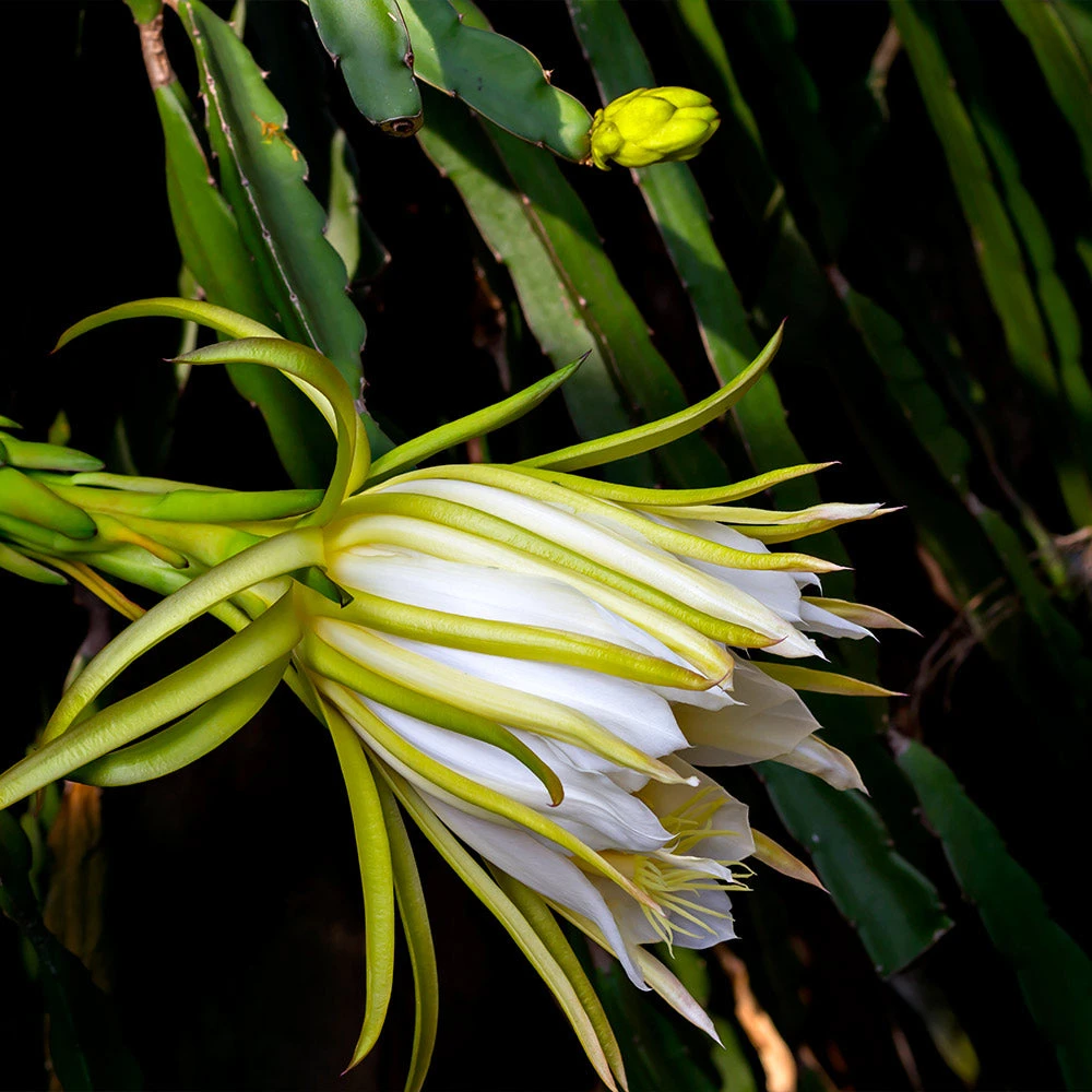 Dragon Fruit Cactus - Image 5