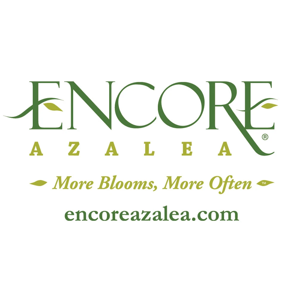Autumn Fire® Encore® Azalea Shrub - Image 5