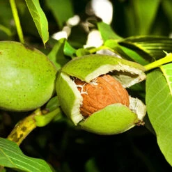 Carpathian English Walnut Tree