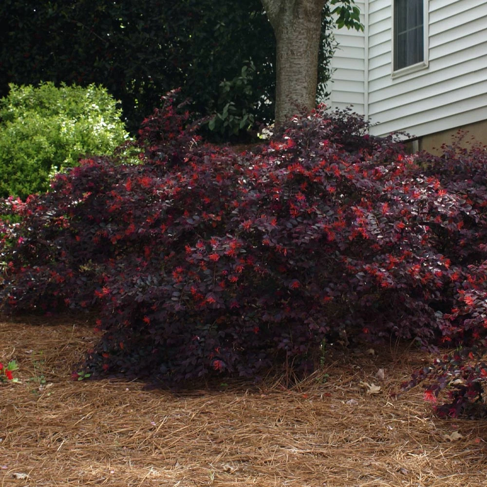 Ever Red Loropetalum Shrub - Image 4