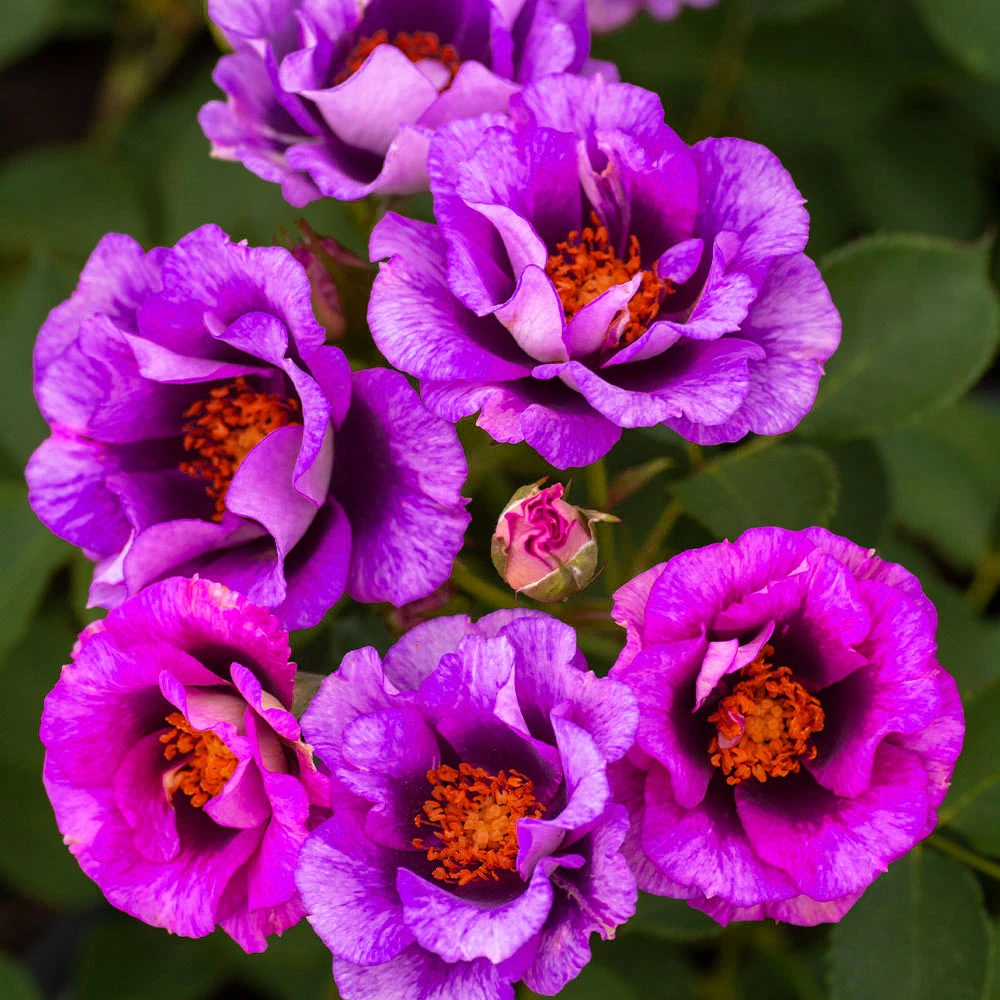 Eyeconic® Plum Lemonade Rose - Image 2