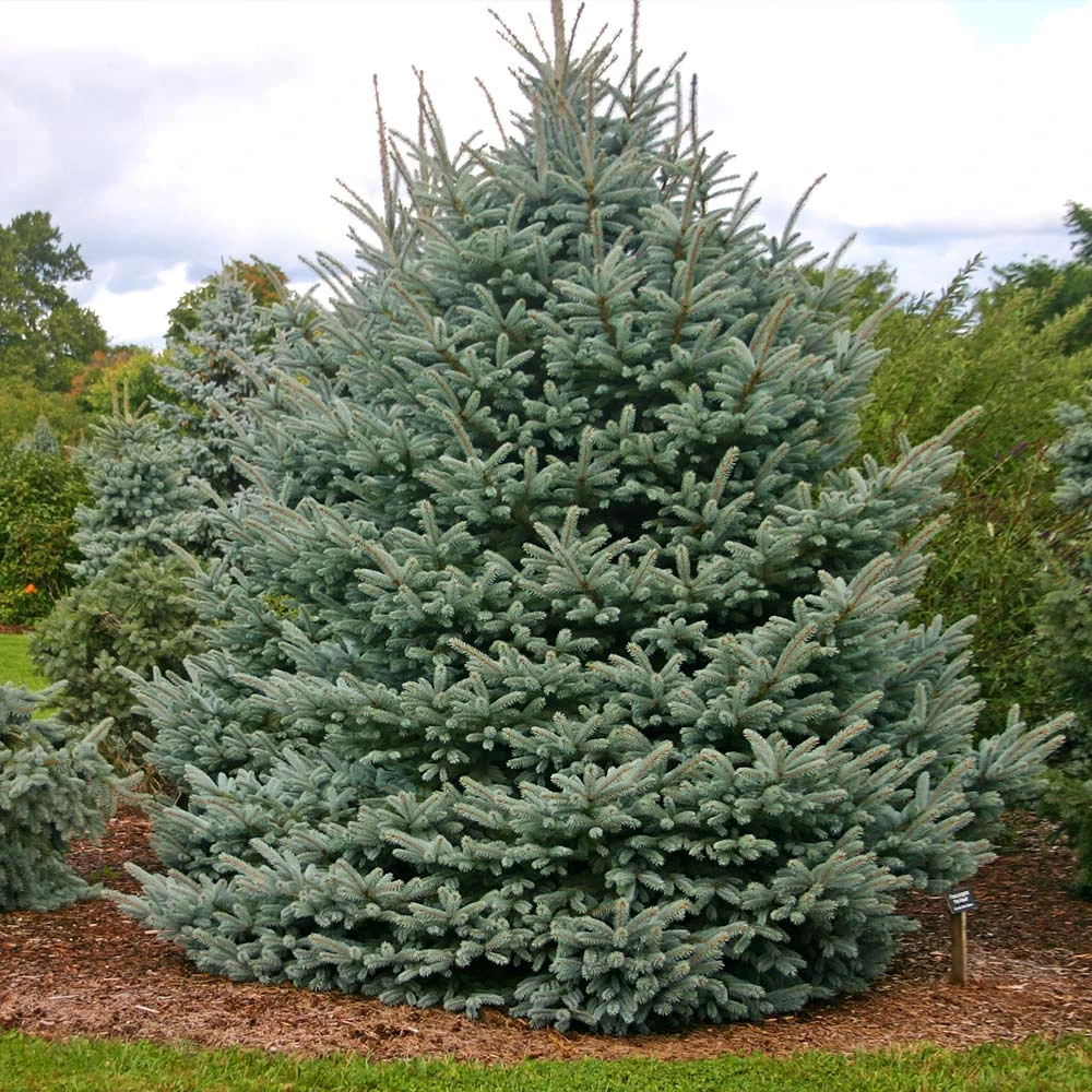Fat Albert Colorado Blue Spruce - Image 2