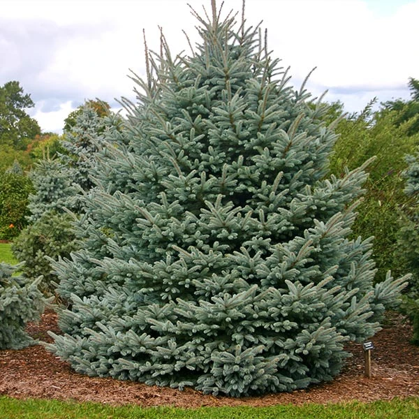 Fat Albert Colorado Blue Spruce