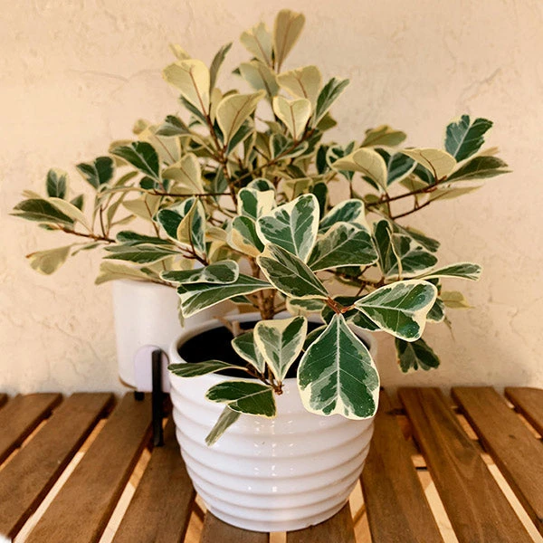 Ficus Triangularis