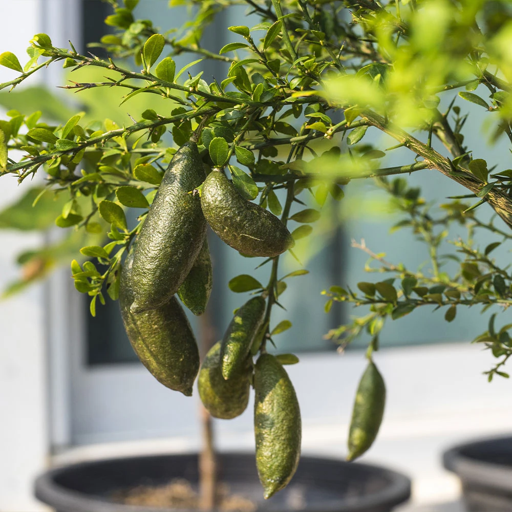 Australian Finger Lime Tree - Image 3