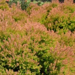 Fire Chiefâ„¢ Thuja Shrub