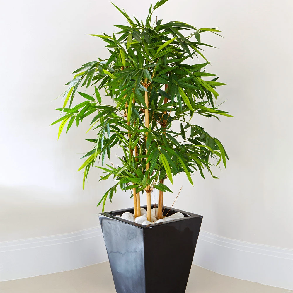 Golden Bamboo Plant - Image 3