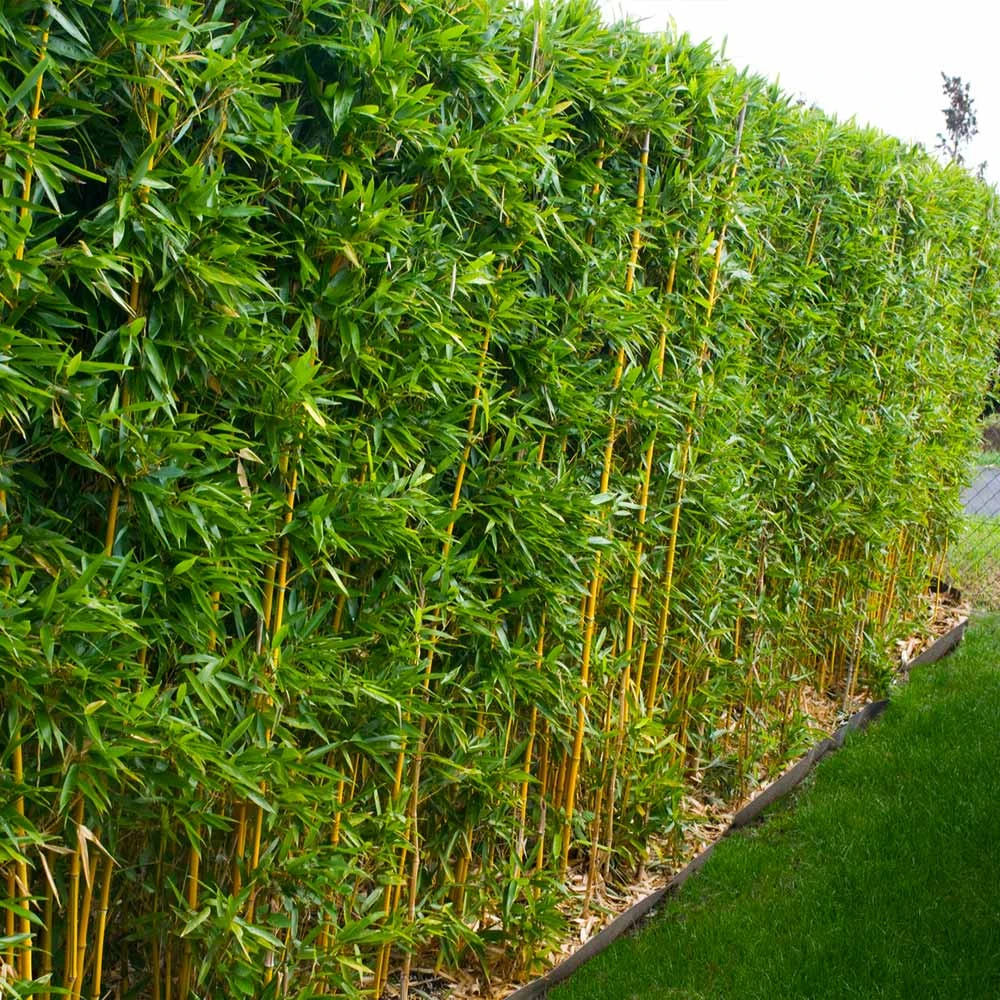 Golden Bamboo Plant - Image 5