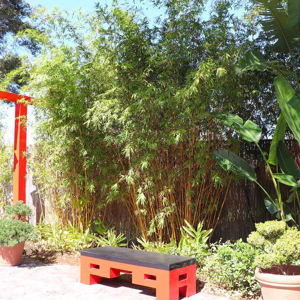 Golden Bamboo Plant - Image 4