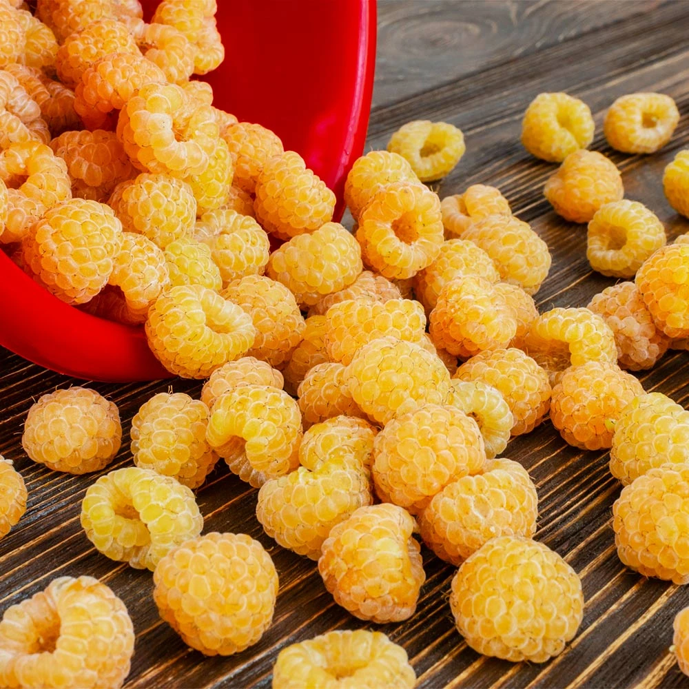 Golden Raspberry Plant - Image 3