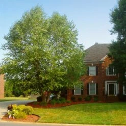 Heritage River Birch Tree