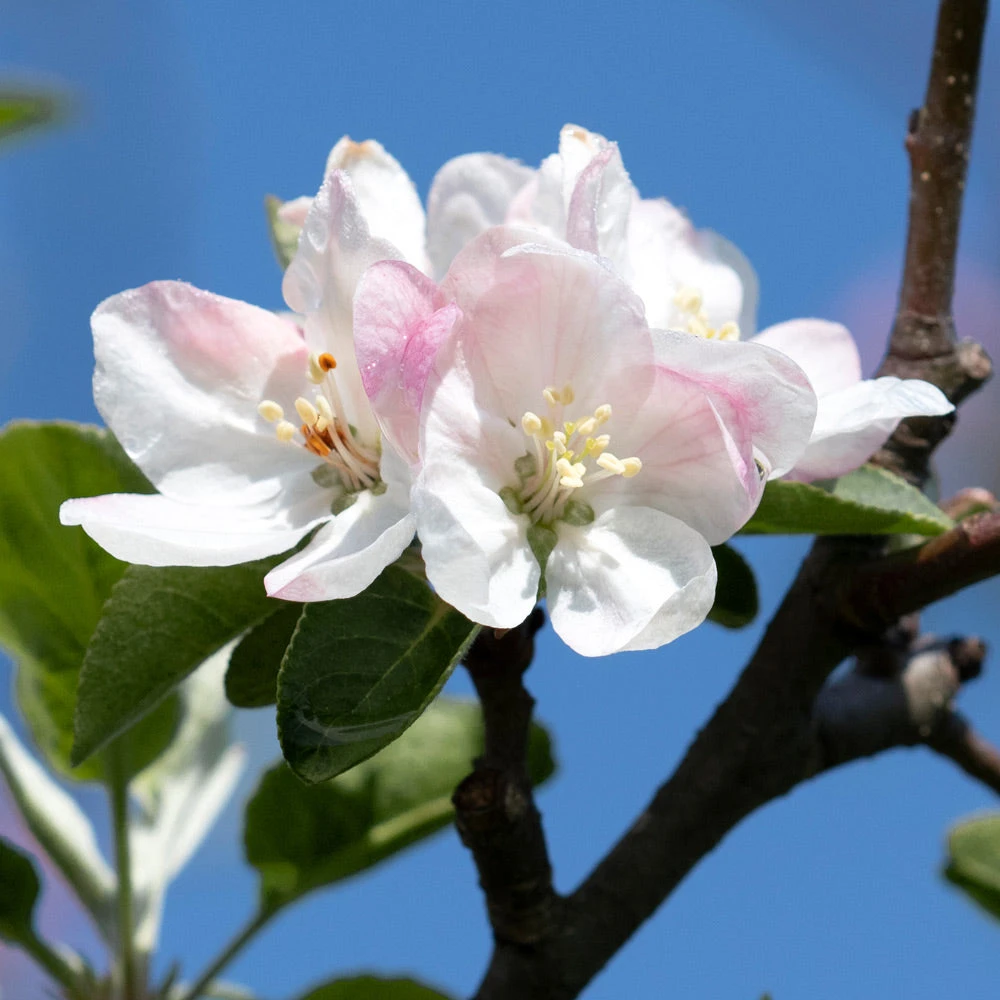 Honeycrisp Apple Tree - Image 3