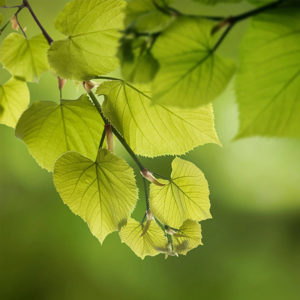 Hybrid Poplar Tree - Image 4