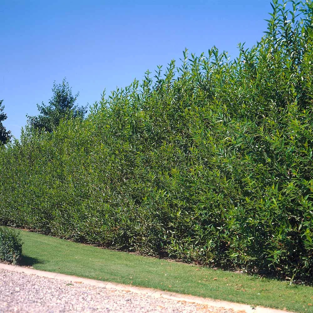 Willow Hybrid Tree - Image 2