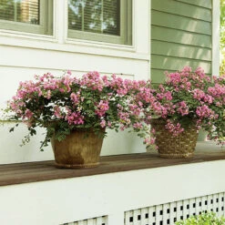 Infinitini® Brite Pink Dwarf Crape Myrtle Tree