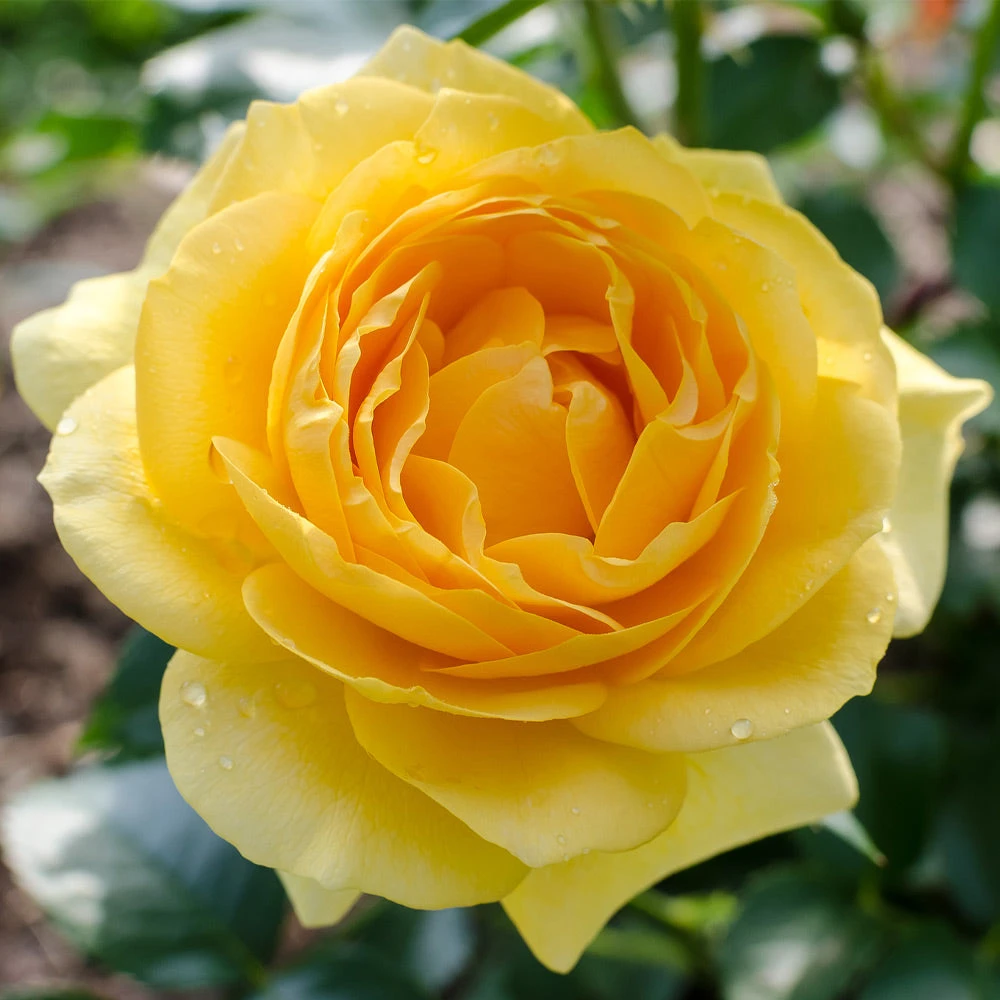 Julia Child Rose - Image 2