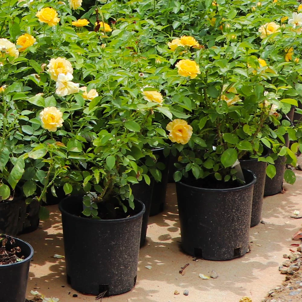 Julia Child Rose - Image 5