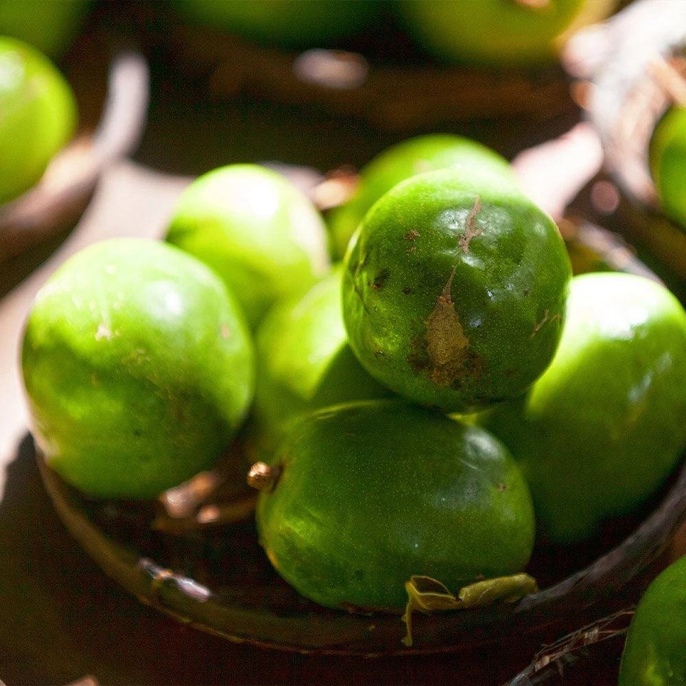 June Plum Tree - Image 4