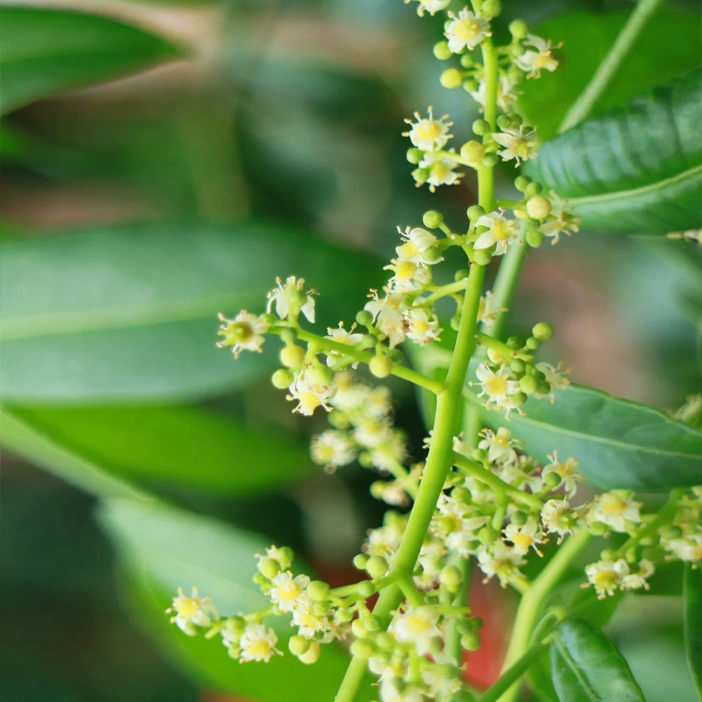 June Plum Tree - Image 3