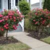 Knock Out® Rose Tree
