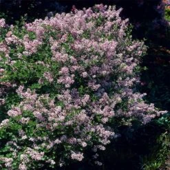 Dwarf Korean Lilac Shrub